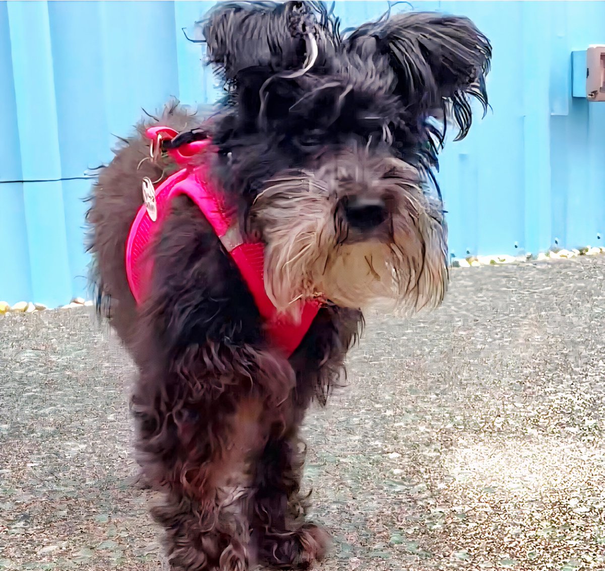 Muttville's tweet image. Incoming newbies! Welcome, #seniordogs! Portia de Rossi-how 'bout those ears? Raspberry Rally-where'd you get that beautiful smile?! 😊 #Adopt them at Muttville.org