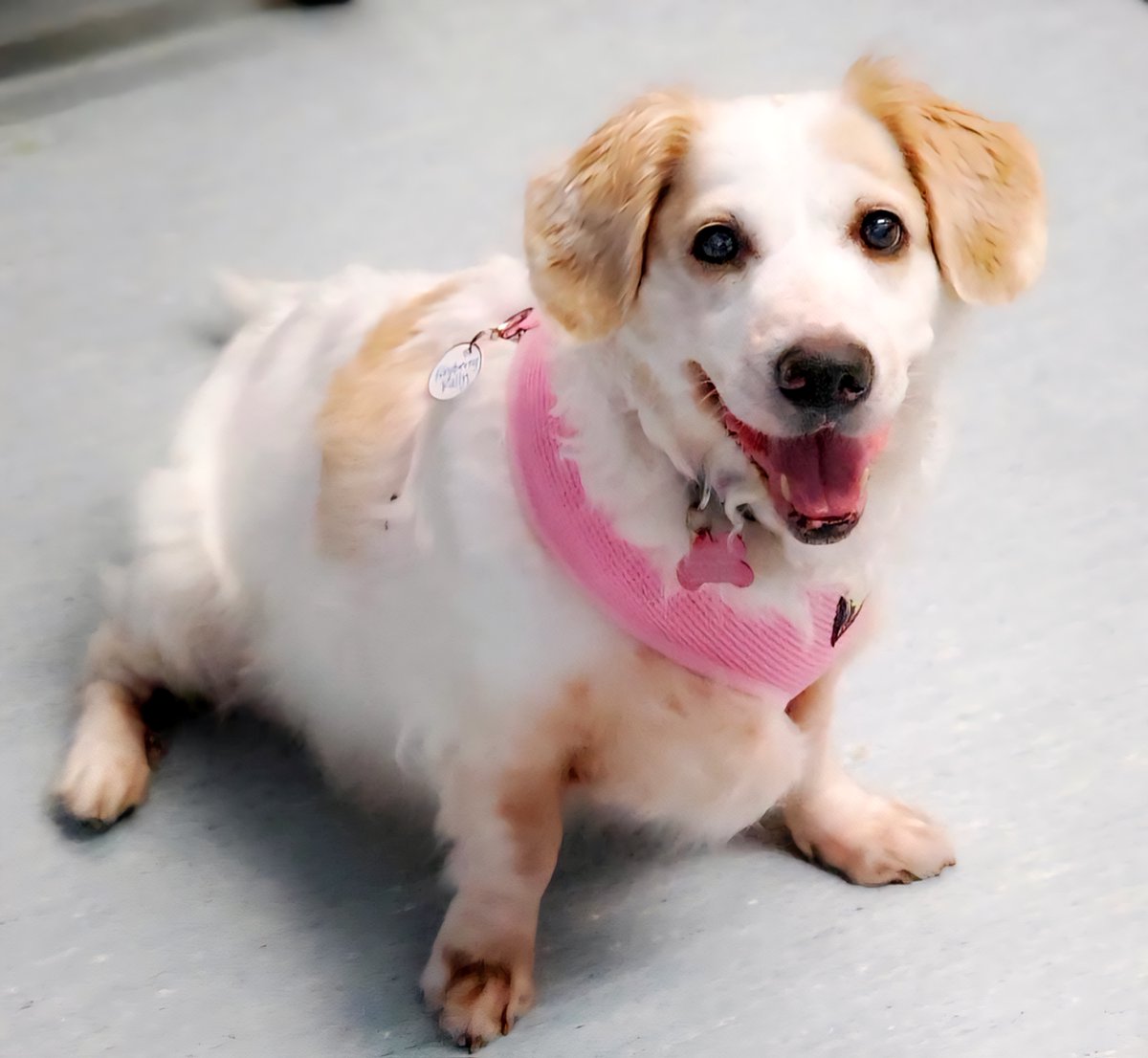 Muttville's tweet image. Incoming newbies! Welcome, #seniordogs! Portia de Rossi-how 'bout those ears? Raspberry Rally-where'd you get that beautiful smile?! 😊 #Adopt them at Muttville.org