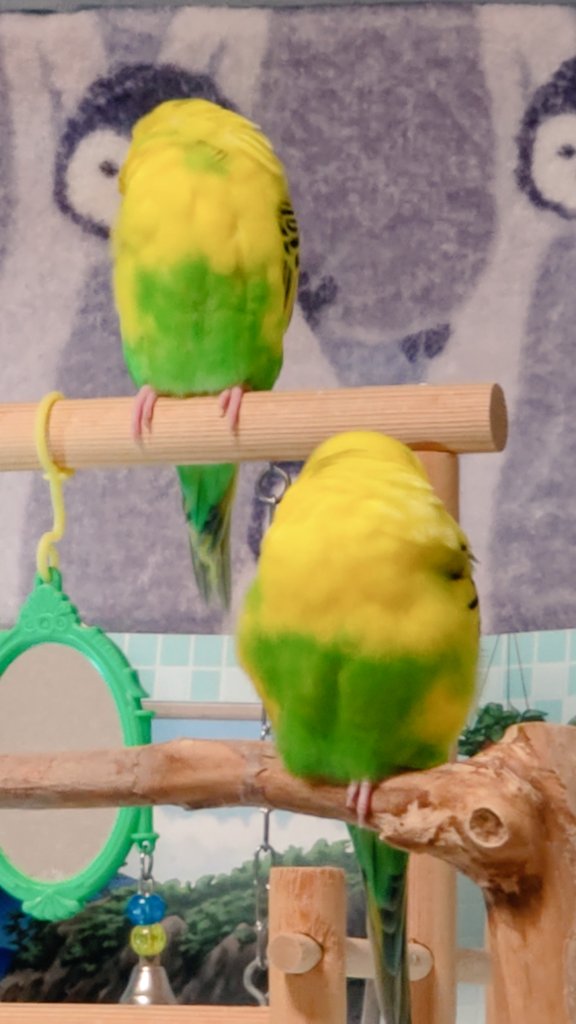 さくらといんこ tweet media