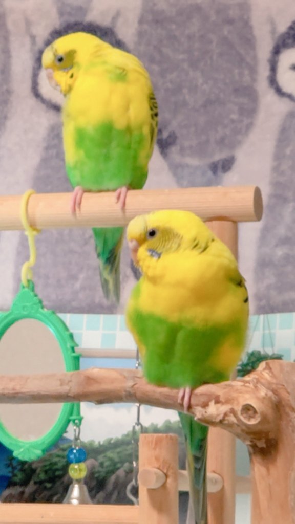 さくらといんこ tweet media