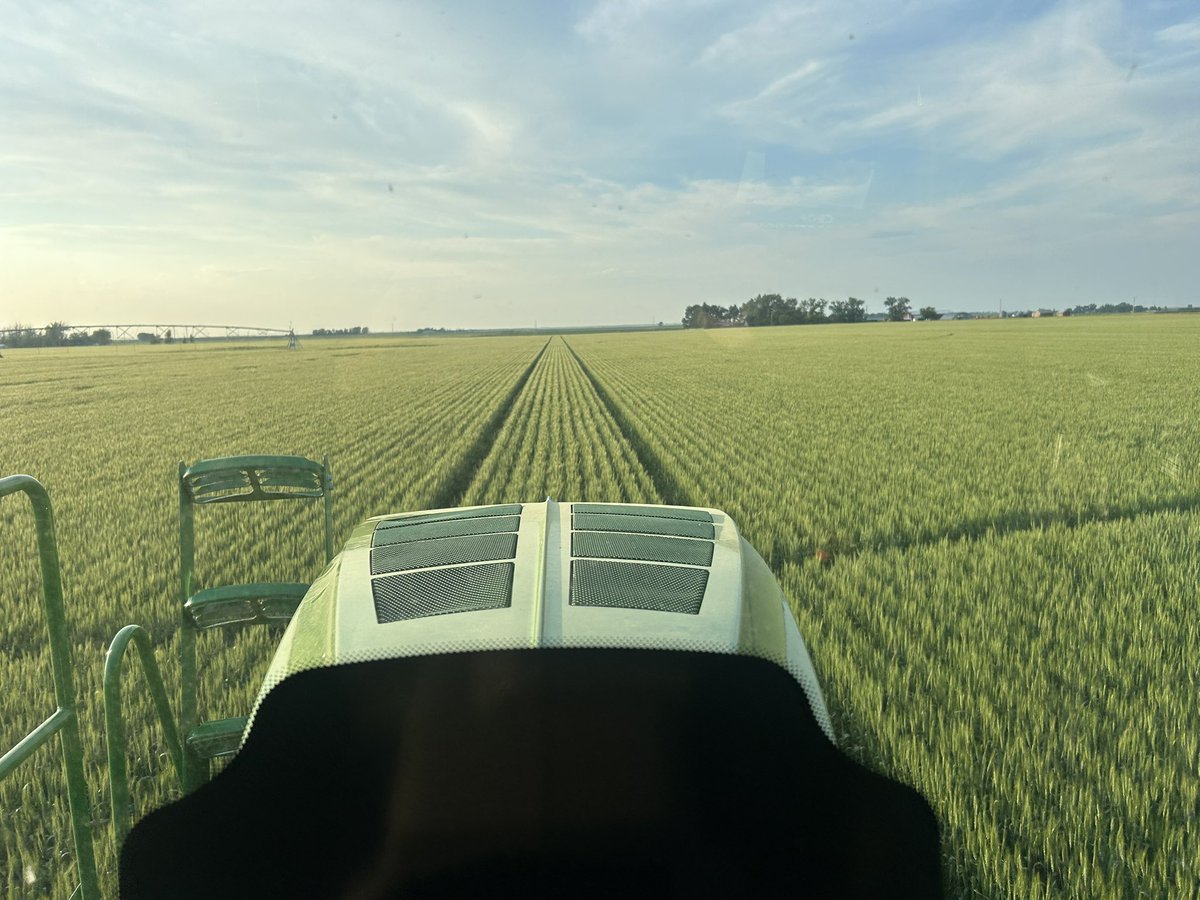 laying down some <a href="/Syngenta/">Syngenta</a> Maravis ace. Farming is fun!