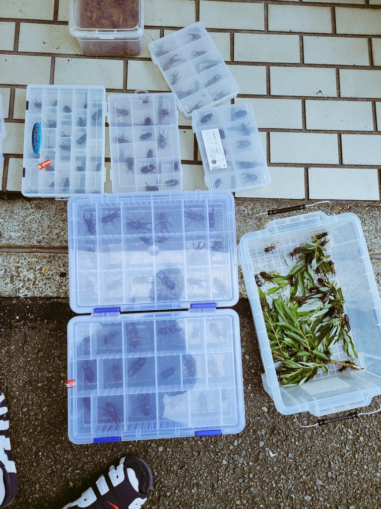 2日間ライト炊いて
♂2♀1飛んできてくれた👼
ミヤマの天上は67㎜
初灯火の場所だったから
新鮮で楽しかった🙋