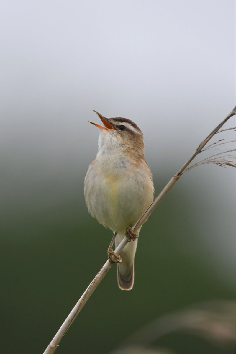 Sedge Warbler 
Bude Cornwall 〓〓
#Bude #Cornwall 
#SedgeWarbler