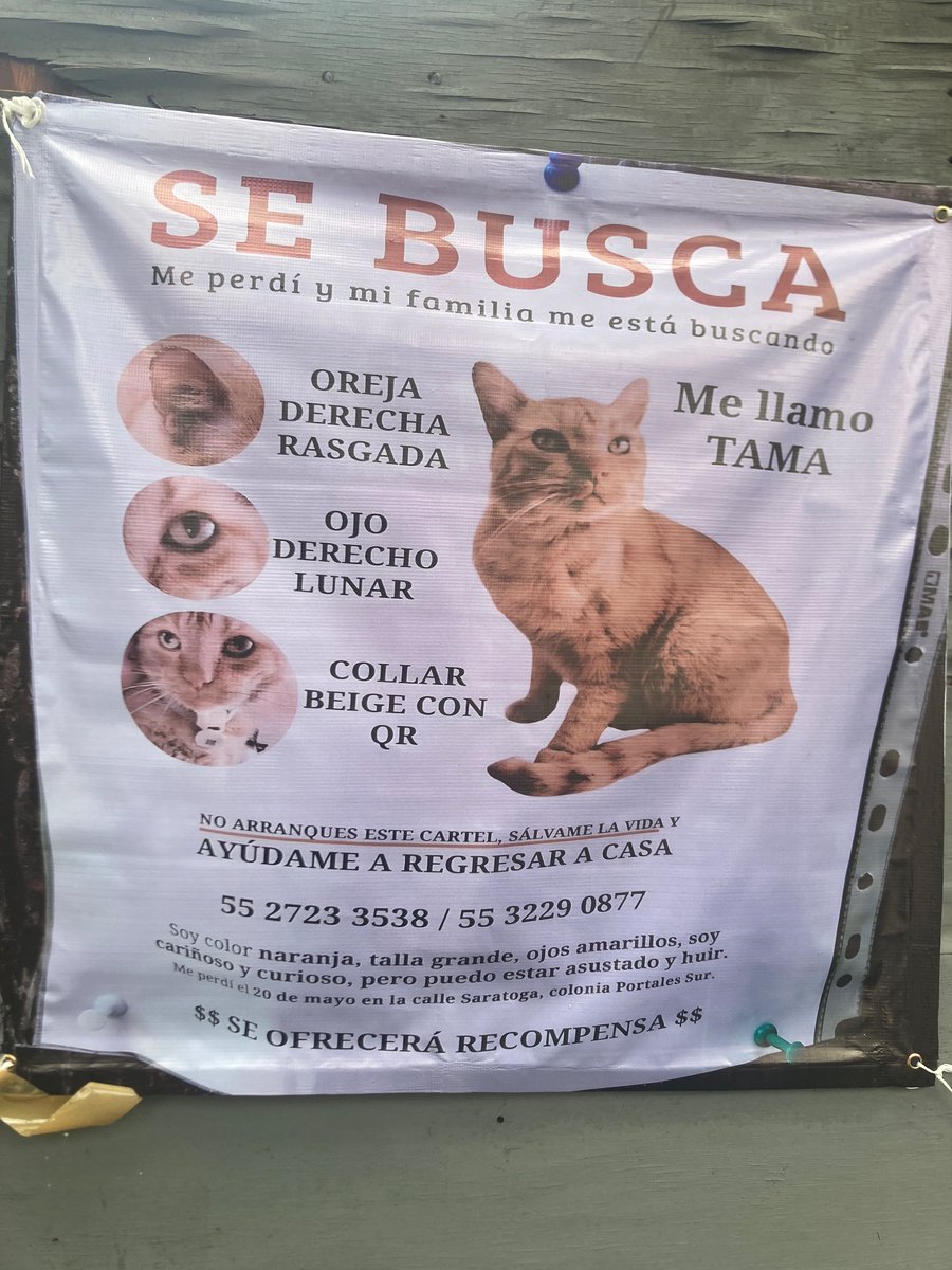Se extravió en la <a href="/col_Alamosdf/">Colonia Álamos DF</a>