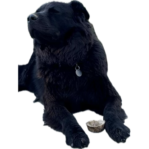 StephenEPearcy's tweet photo. Something got the BEARโs attention and he went into #defendo #protecto mode. #seekanddestroy #bearthedogg https://t.co/t6v4RU2ZEa
