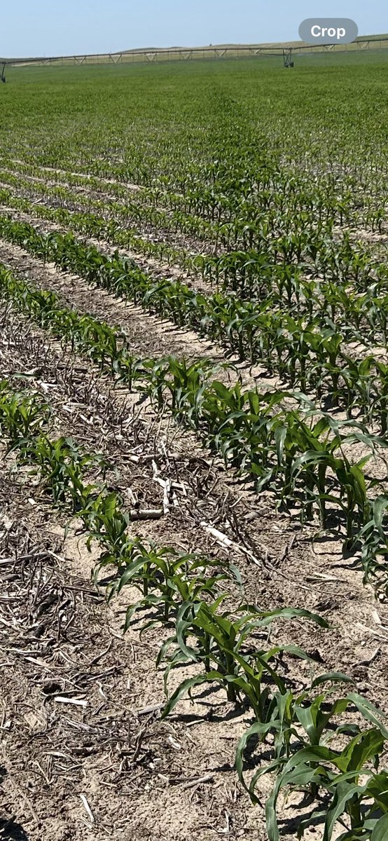 It’s very interesting this year to see the vast differences in compaction and how much better the corn looks where the soil was compacted. In a typical wet spring, you would see the opposite effect.
