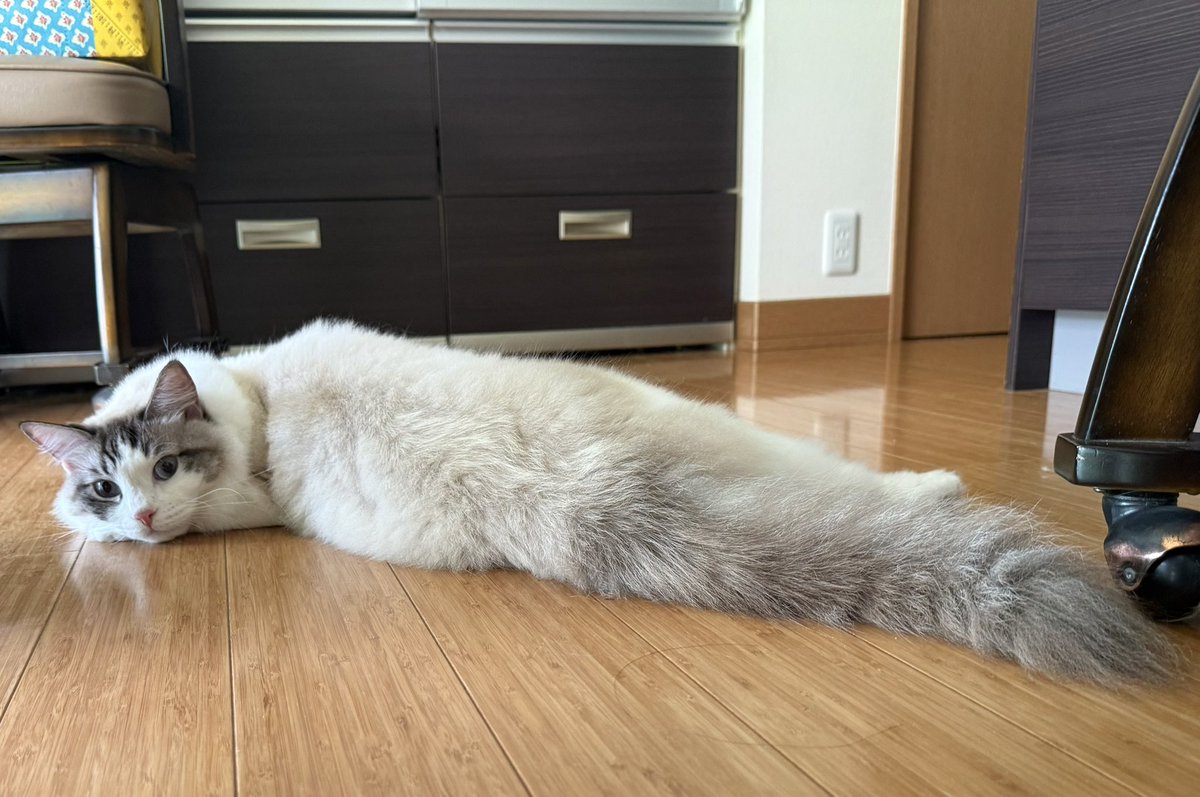 猫しらす＆ぽんず＆犬つくね tweet media