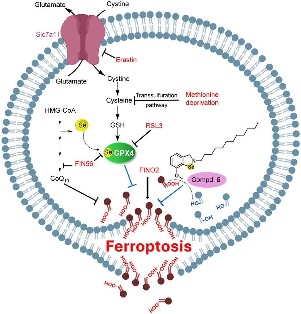 🚨New from our lab in Free Radical Biology &amp; Medicine!
A selenium-based small molecule specifically mimics GPX4, blocks lipid peroxidation &amp; protects neurons from ferroptosis.
A promising anti-ferroptotic agent for neurodegenerative diseases!
🔗 doi.org/10.1016/j.free…