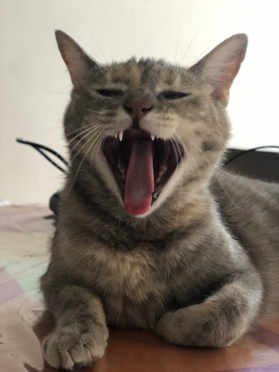 vickymoser's tweet photo. Gatitos gritando https://t.co/TH3nhgWlB9