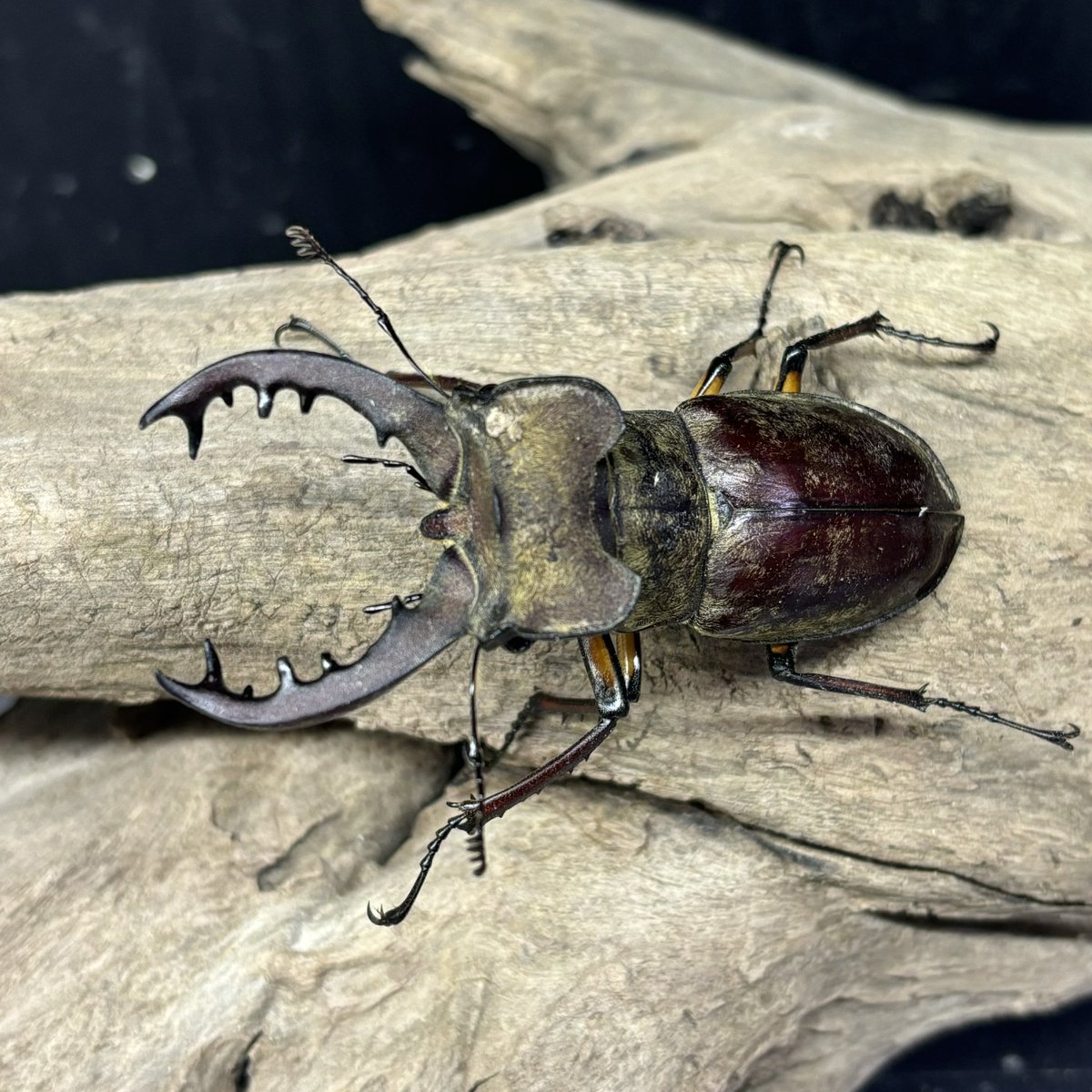 ナンサーミヤマクワガタ　標本 北海道産ミヤマクワガタ標本 (shinchi☆) 永山のインテリア雑貨