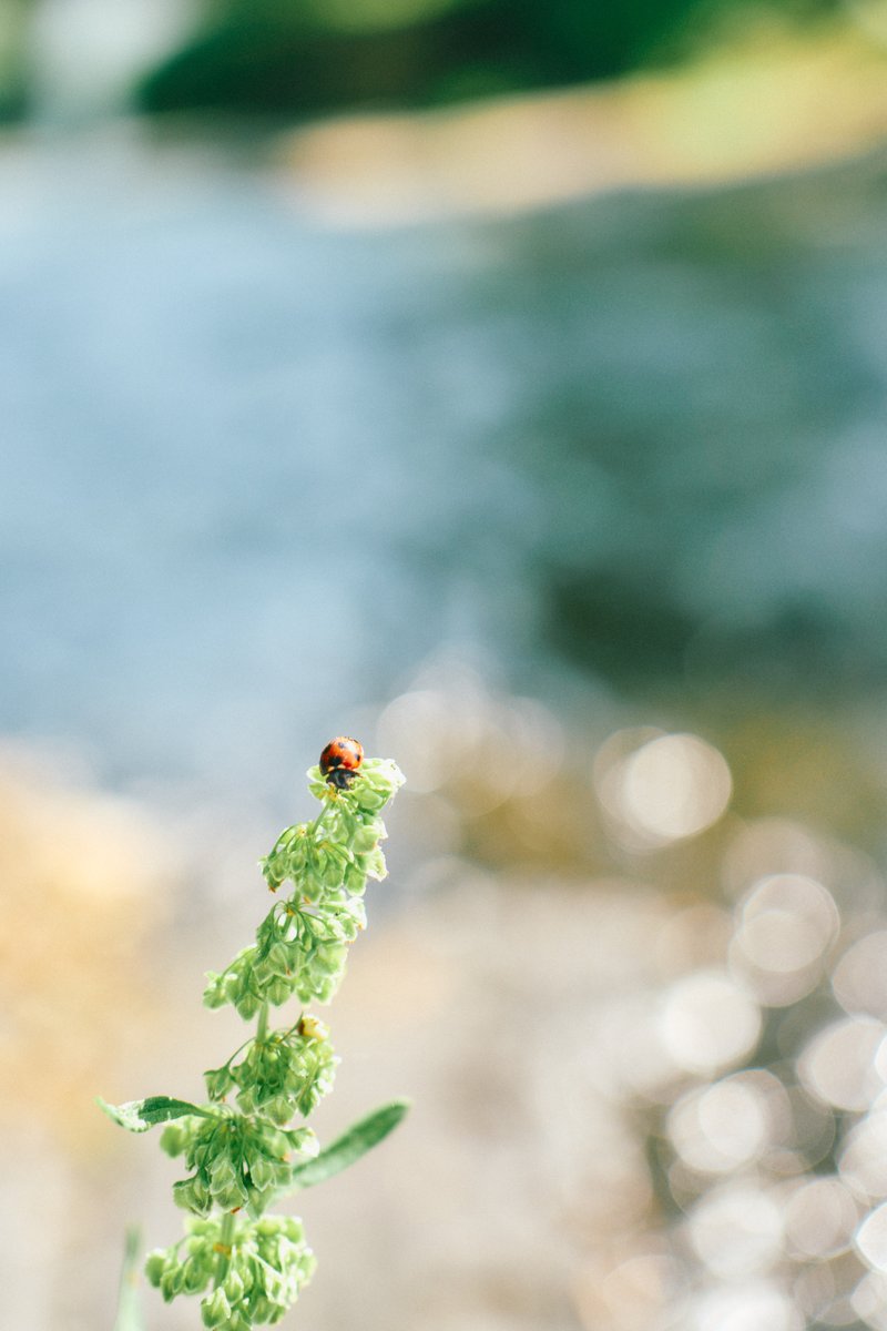 shintake_photo's tweet photo. Peaceful Days https://t.co/0idMf5uShF