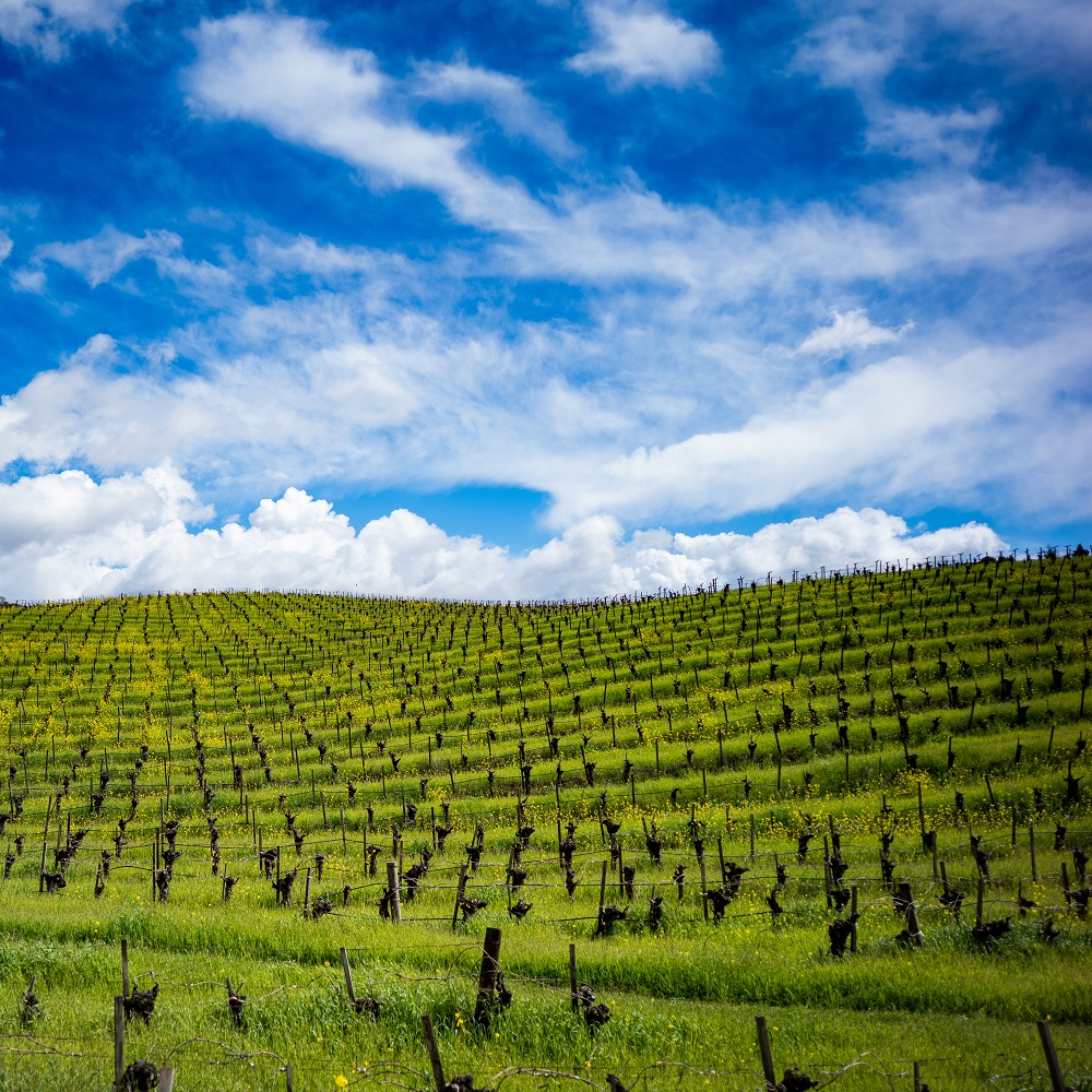 Truchard Vineyards tweet media