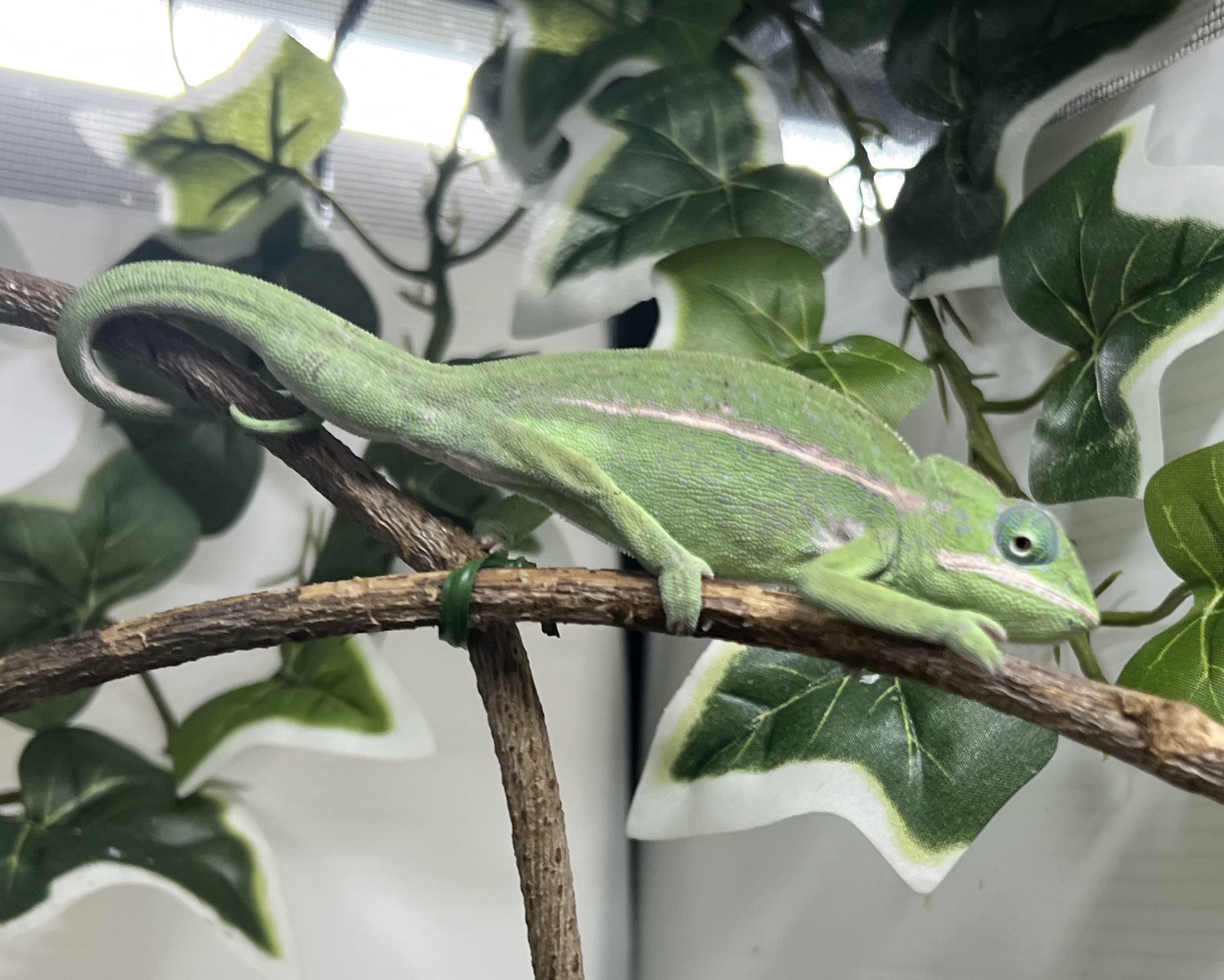 カメレオ フォト カメレオ 2012.03.14 First Single『捏造ピエロ』 / 『捏造