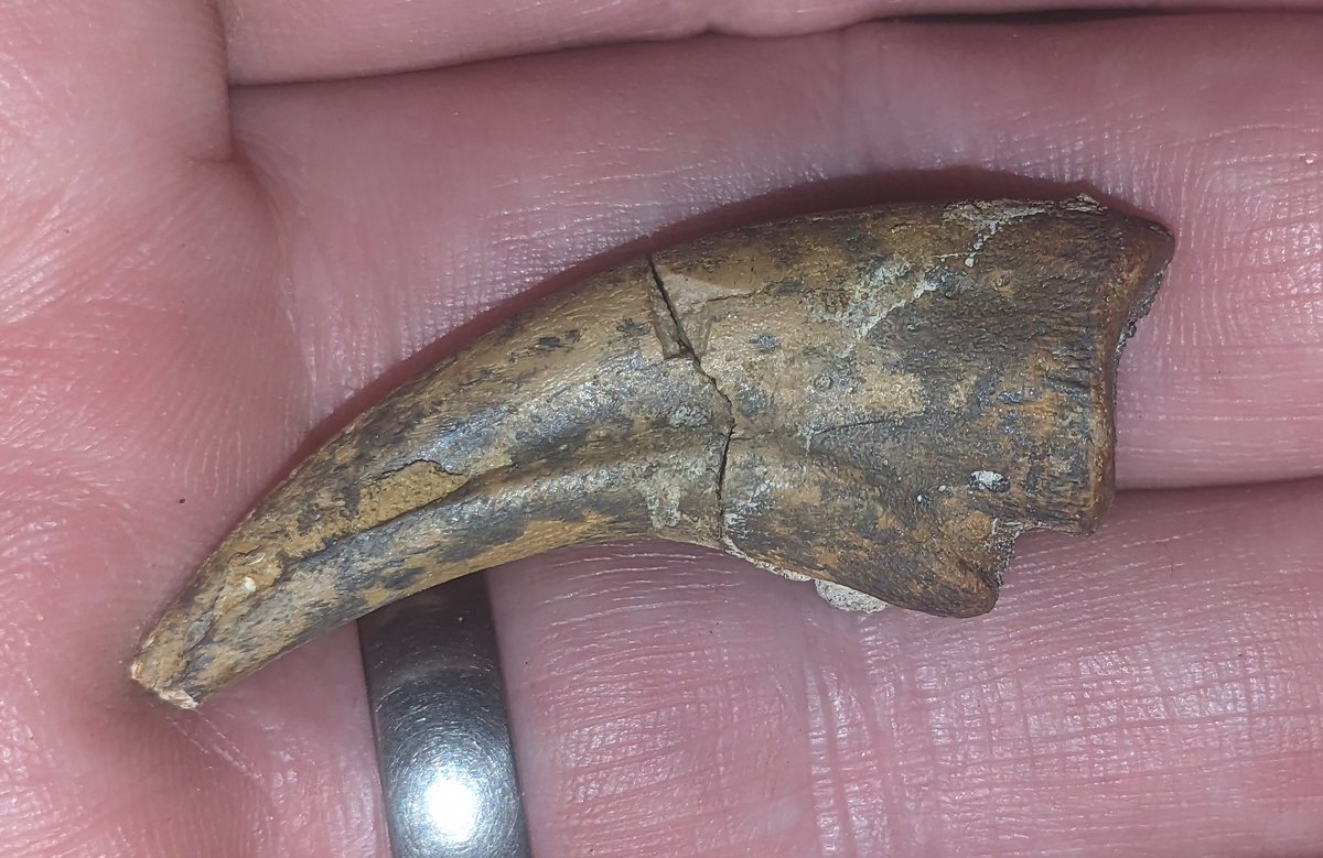 A nice theropod claw found today. #dinosaurs #fossilfriday from US public lands BLM. Judith River FM.
