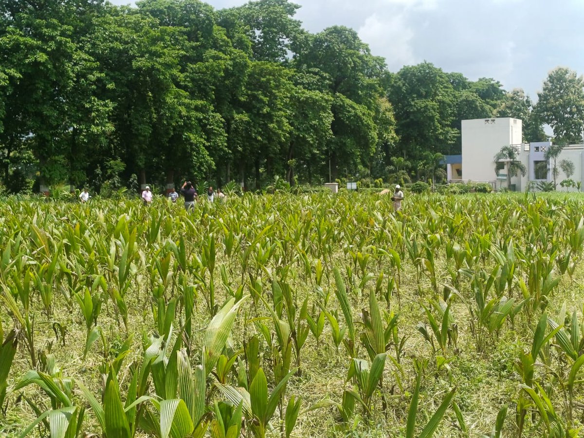 CoconutBoard's tweet image. Joint inspection conducted for certification of Regional Coconut Nursery at ICAR-KVK, NDRI (ERS), Kalyani, Nadia.

👥 Officials from:
🔹 CDB, State Centre-Kolkata
🔹 ICAR-KVK, NDRI-ERS
🔹 Dept. of FPI &amp;amp; Horticulture, Govt. of WB

#CoconutDevelopment #KVK #Nadia #Horticulture