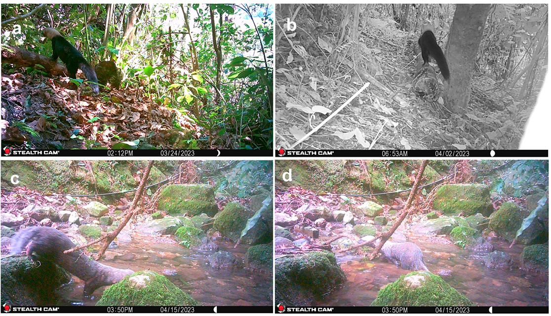 Asociación Mexicana de Mastozoología AC (@ammacmammex) on Twitter photo Les compartimos "Notable records of Galictis vittata and Eira barbara (Carnivora: Mustelidae) in the Northeastern Sierra of Puebla, Mexico" por Hernández Pérez, et al recién publicada en Therya Notes: theryanotes.mastozoologiamexicana.com/index.php/ther…
Fotografías: Johan Álvaro Villaseñor Quintana Les compartimos "Notable records of Galictis vittata and Eira barbara (Carnivora: Mustelidae) in the Northeastern Sierra of Puebla, Mexico" por Hernández Pérez, et al recién publicada en Therya Notes: theryanotes.mastozoologiamexicana.com/index.php/ther…
Fotografías: Johan Álvaro Villaseñor Quintana