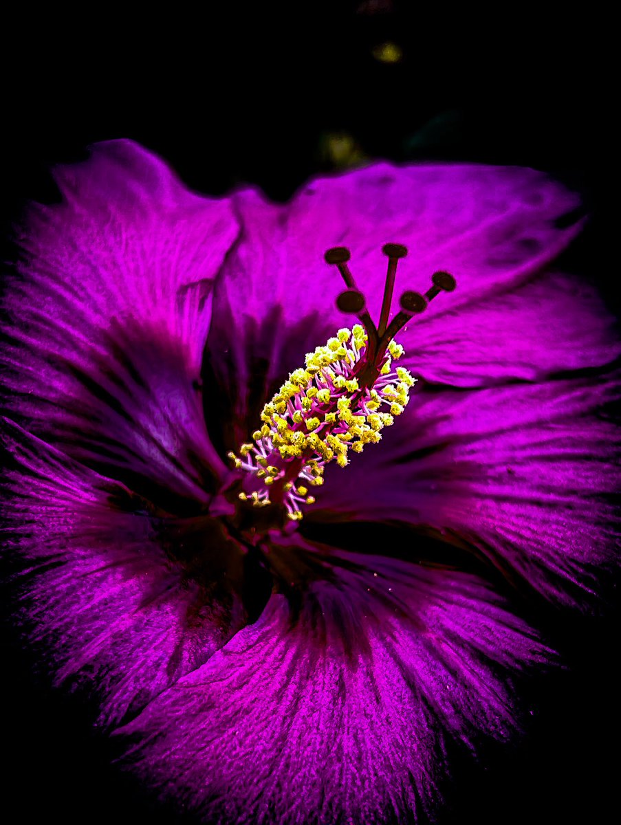 SamWooldrik's tweet image. “Hibiscus” is available for purchase in my online gallery! Just click the link in my bio! ⬆️ #samwooldrikphotography #hibiscus #malvaceae #swamprosemallow