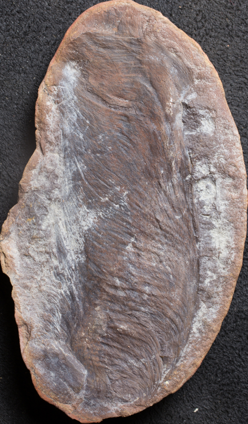 ESCONI's tweet image. Mazon Monday #275: Rhacophyllum molle #fossils #paleontology #MazonCreek #MazonMonday #carboniferous #pennsylvanian #paleobotany
esconi.org/esconi_earth_s…