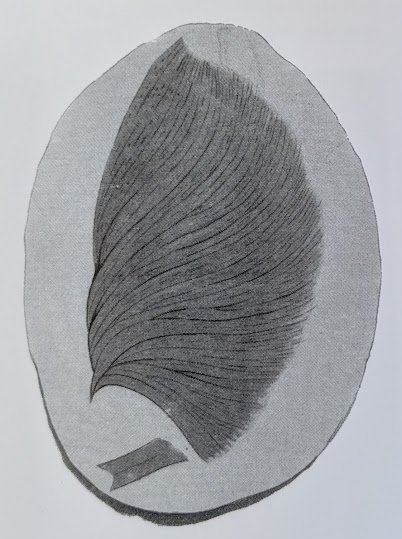 ESCONI's tweet image. Mazon Monday #275: Rhacophyllum molle #fossils #paleontology #MazonCreek #MazonMonday #carboniferous #pennsylvanian #paleobotany
esconi.org/esconi_earth_s…