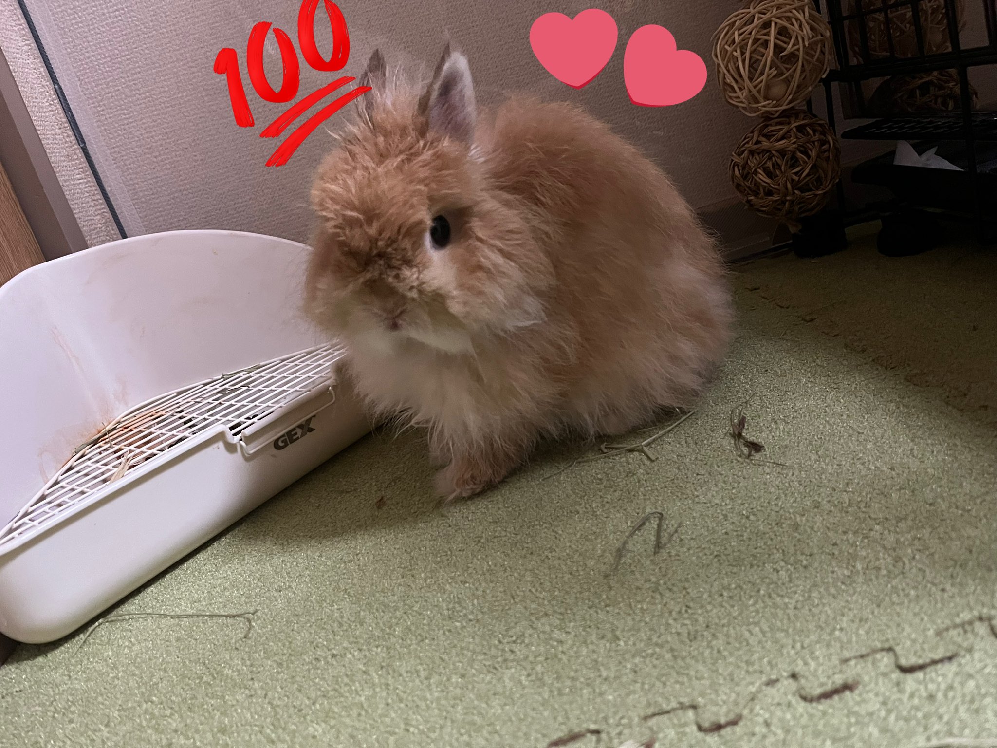 うさぎ　NＴ-146 楽天市場】バニーズバイザベイ Bunnies bythe Bay 大きいたれ耳