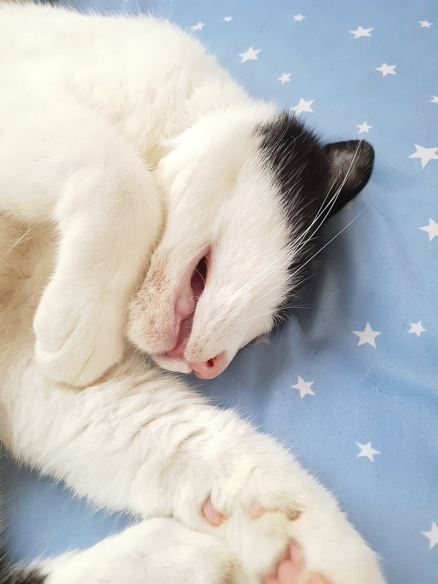 こまちゃんこまちゃん、ほこり入るよこまちゃんや
時々にひって動く、この開いた口(笑)