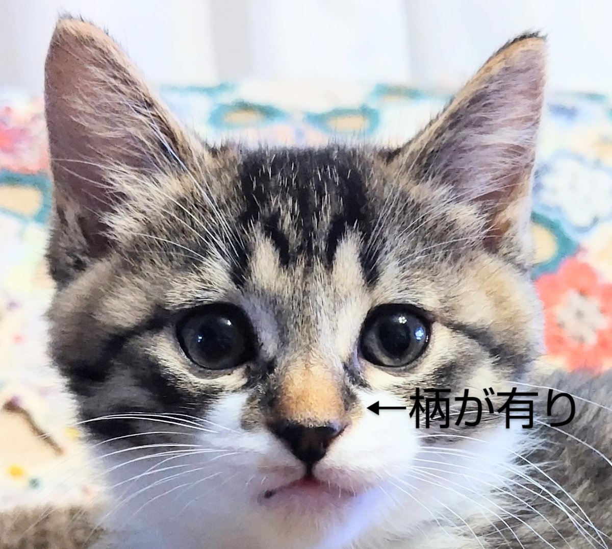 kuronekorintaro's tweet photo. いちくんはR7.7月で4ヶ月なります。ちゃんとご飯を食べられる環境ならだいぶ大人に近い大きさに。今頃何処にいるのかな…辛い毎日じゃない事をずっと神様に祈っているよ…会いたい😢

#猫　#迷子猫　#迷い猫　#保護猫　#千葉県　#柏市　#豊四季　#流山市　#松戸市　#いちくん　#キジ白　#サバトラ https://t.co/0mBprA6szh