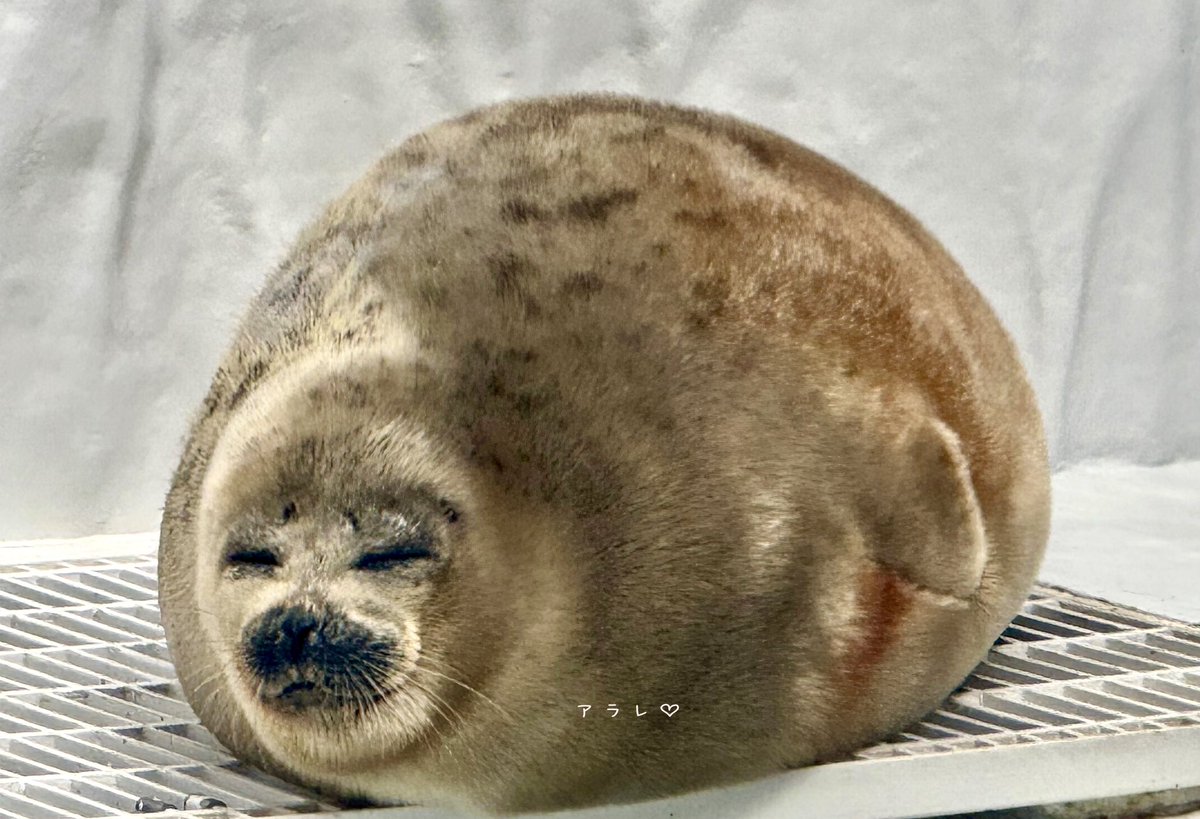 まんまる♡
#海遊館 #アラレちゃん♡