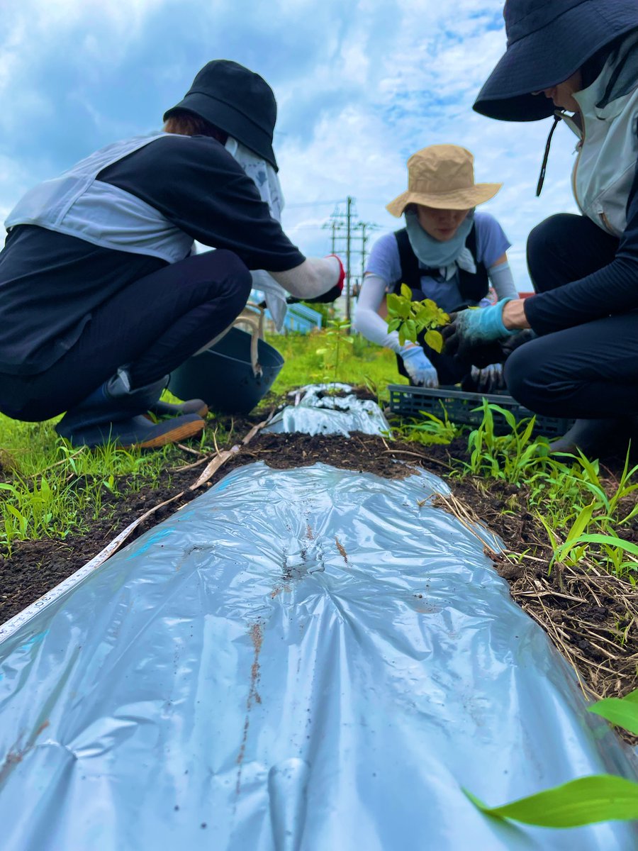 バジル系数種類の苗を畑に植えています。７月中頃にはサウナやお食事で楽しめる…かも？🌿☺️
