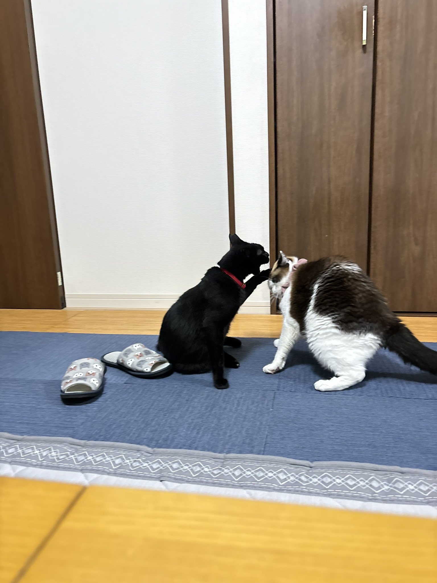 黒猫 (@kuroneko071975) / X