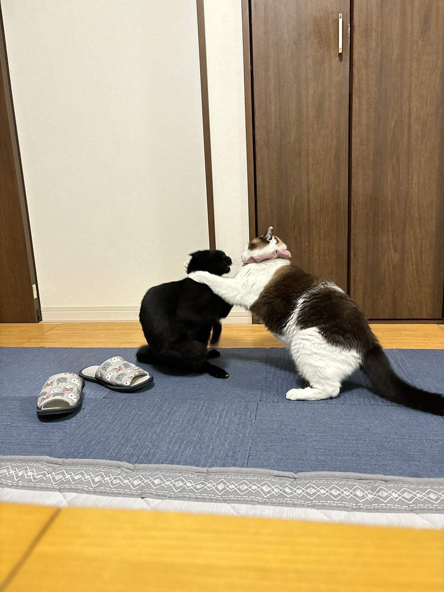 黒猫 on X: 
