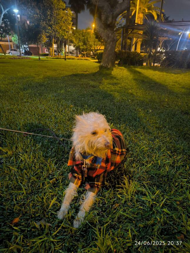 danegamez's tweet photo. Urgente! Perro encontrado en San Borja pero no se sabe cuándo se perdió podría venir de cualquier distrito Así que les ruego a todos que compartan 🙏🙏
Si lo reconoces comunicarte a estos WhatsApp 987167811 o  al 984486322 https://t.co/V3bqRqI6RY