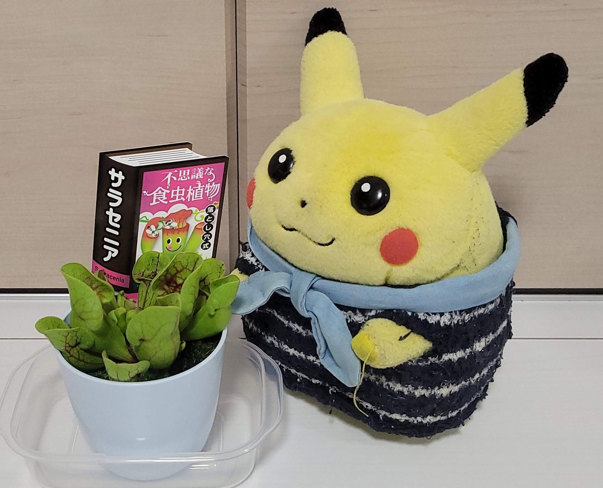 ぴかりん「コバエ対策に食虫植物買ってきましたぴか🤗」