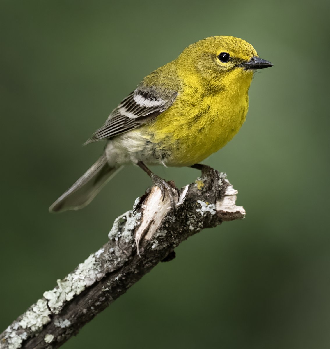 frpaulkammen's tweet image. A Pine Warbler from Pine Island State Forest in northern Minnesota's Koochiching County. He flew to a nice perch and gave me some good looks for a minute or two. #birds #birdphotography #nature #naturephotogrpahy #NikonCreators