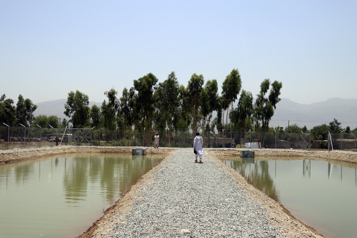 FAOAfghanistan's tweet image. In Laghman's Qarghayi & Kunar's Sarkani districts, @FAO built 8 fishponds to improve food supply and income opportunities for communities thanks to support from @SaudiFund_Dev, @isdb_group & @OIC_OCI via #AHTF.
Each pond can yield up to 1.5MT of fish per year—worth nearly $7K.