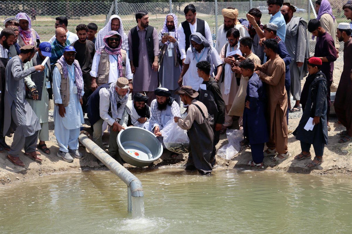 FAOAfghanistan's tweet image. In Laghman's Qarghayi & Kunar's Sarkani districts, @FAO built 8 fishponds to improve food supply and income opportunities for communities thanks to support from @SaudiFund_Dev, @isdb_group & @OIC_OCI via #AHTF.
Each pond can yield up to 1.5MT of fish per year—worth nearly $7K.