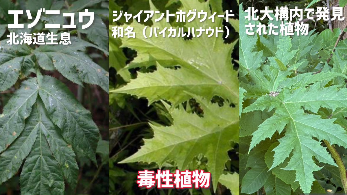 札幌スパローマン on X