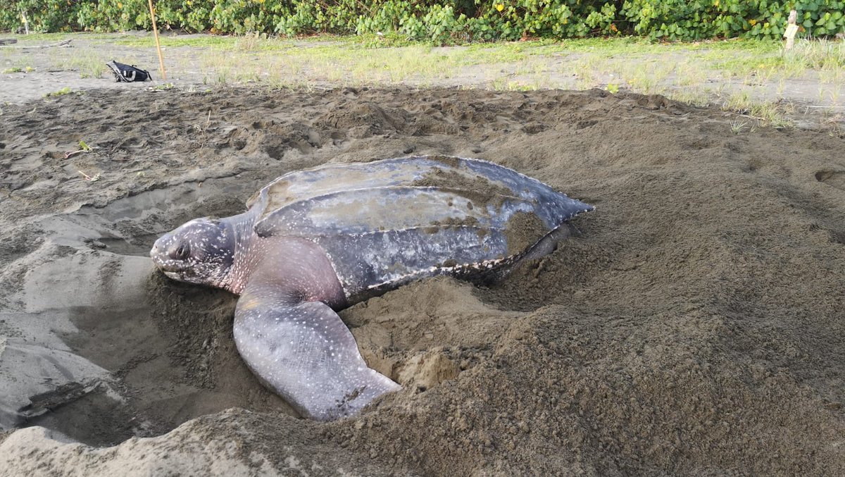 SEEturtles's tweet image. Why are leatherbacks called #leatherbacks? 

Unlike other sea turtles, they don’t have a hard, scaly shell. Their smooth, leathery skin covers a flexible layer of bone—perfect for diving to extreme depths and gliding through the ocean! 

🌊 #SeaTurtles #costarica