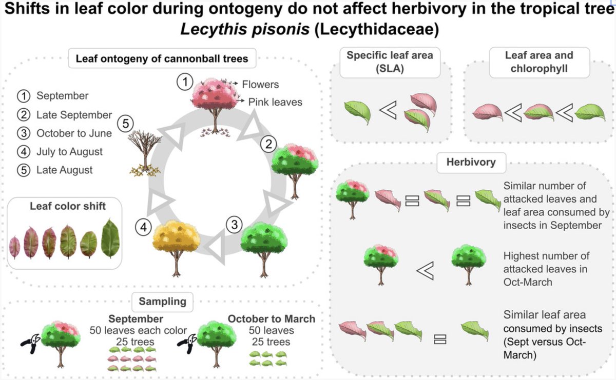 NOTES &amp; INSIGHTS
Shifts in leaf color during ontogeny do not affect #herbivory in the tropical tree Lecythis pisonis (Lecythidaceae)

Susan Vieira Gomes,  Tatiana Cornelissen
doi.org/10.1111/1442-1…

delayed greening/ plant defense