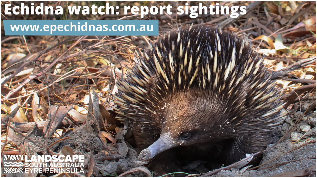 Eyre Peninsula Landscape Board (@eplandscapesa) on Twitter photo Have you seen an echidna recently? 🦔 
If you happen to come across one on Eyre Peninsula, please report your sightings to our citizen science portal 📲epechidnas.com.au. Have you seen an echidna recently? 🦔 
If you happen to come across one on Eyre Peninsula, please report your sightings to our citizen science portal 📲epechidnas.com.au.
