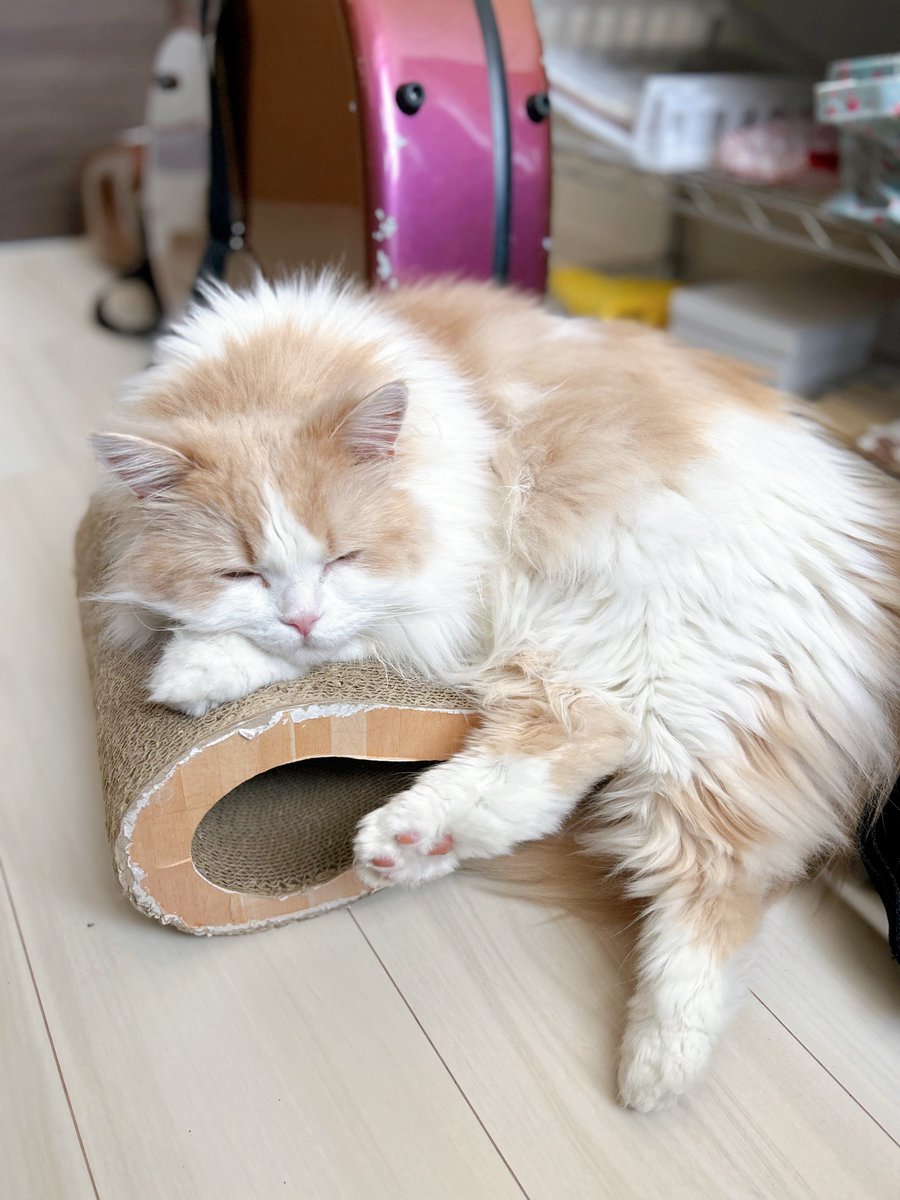 Edvard_NFC's tweet photo. モフモフすぎる。夏毛は？ https://t.co/eUWoC1tysV