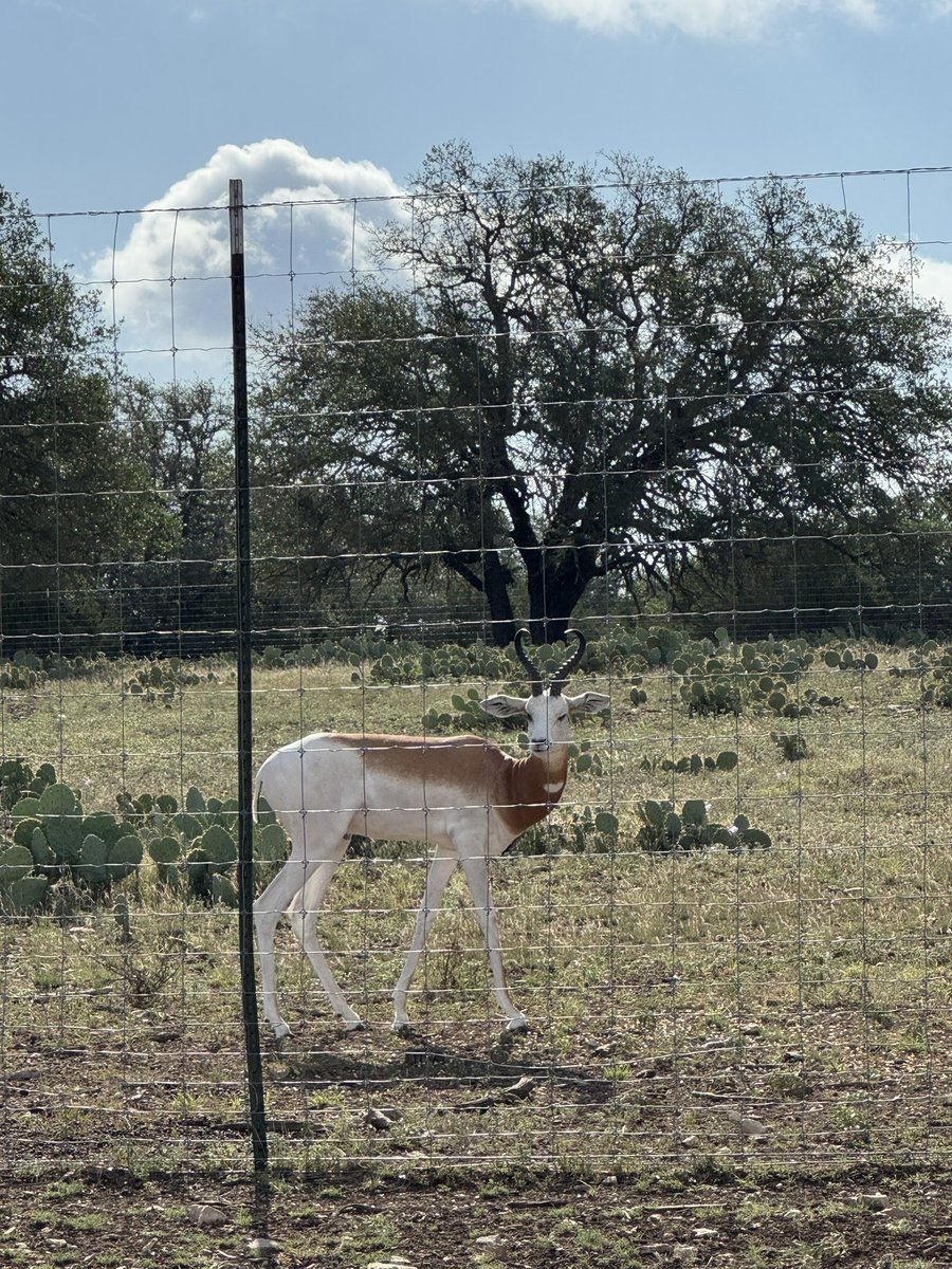 jessup66's tweet image. Dama bull coming on