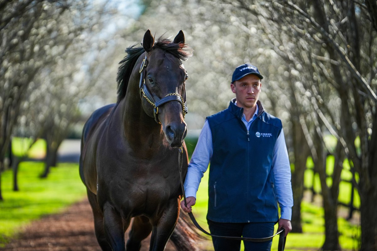 SET TO EXCEED 

Exceedance covered his largest book to date in 2024 with over 180 mares including 28 Stakes Horses as well as the dams of 12 individual Stakes winners. On average, he has covered over 141 mares across his five seasons at stud.