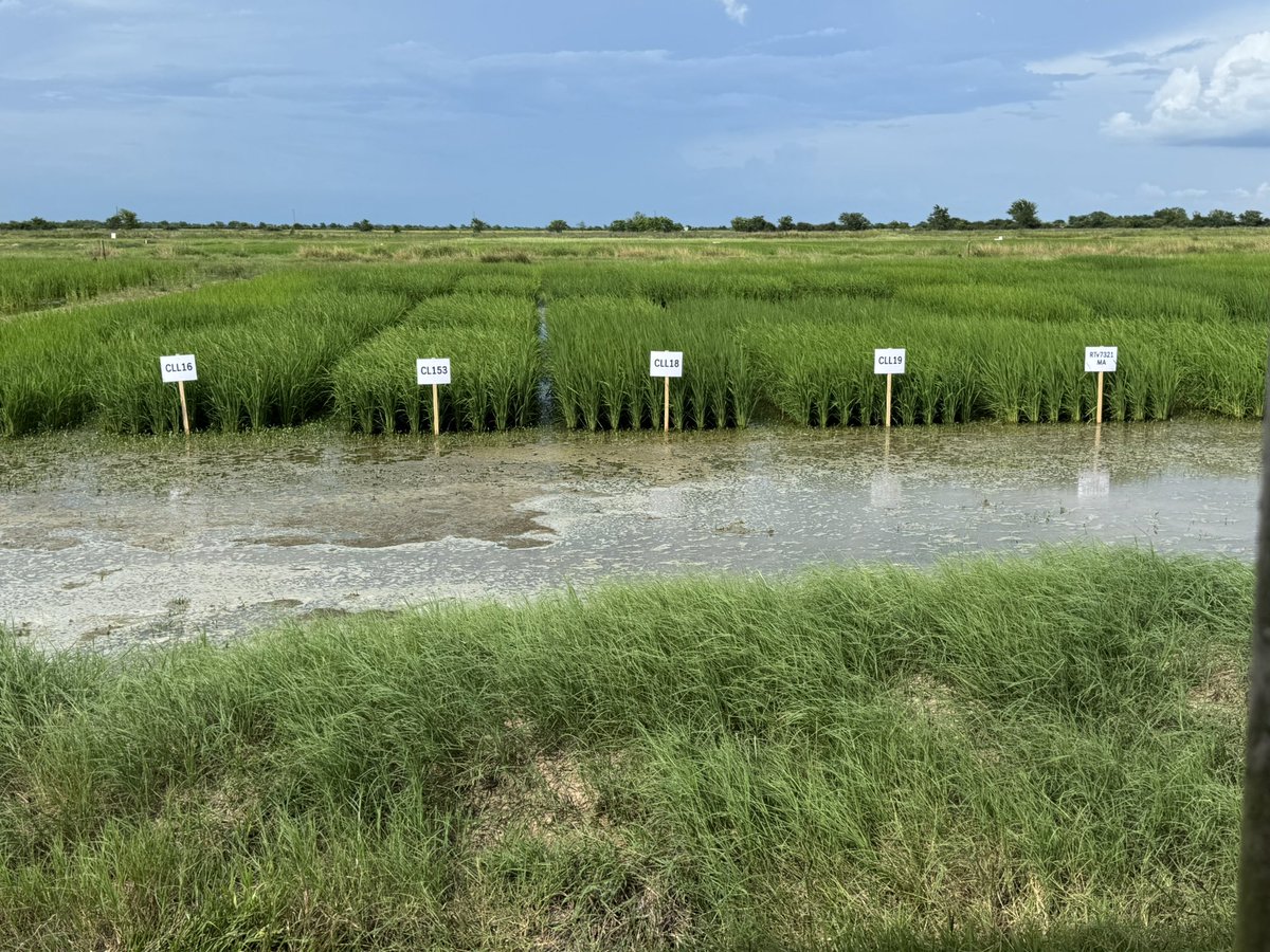 Congrats to Dr. <a href="/samrustomjr/">Sam Rustom</a> for a successful Eagle Lake Field Day with <a href="/txextension/">Texas A&M AgriLife Extension Service</a> <a href="/txresearch/">Texas A&M AgriLife Research</a>