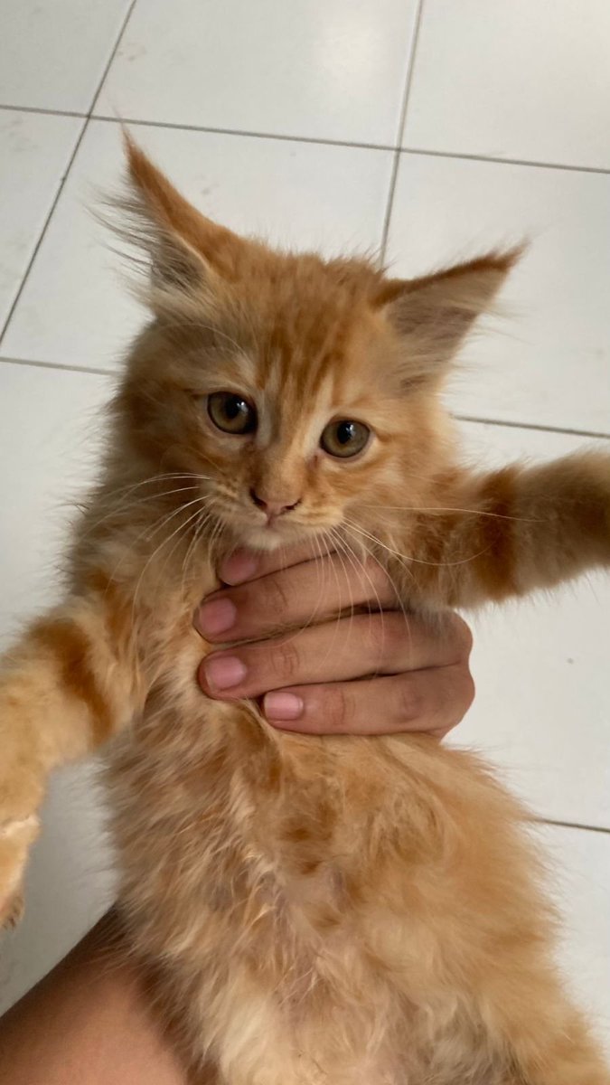 udah pada ilang ni bocah-bocah