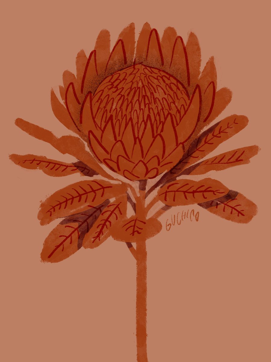 キングプロテア👑
#illustration