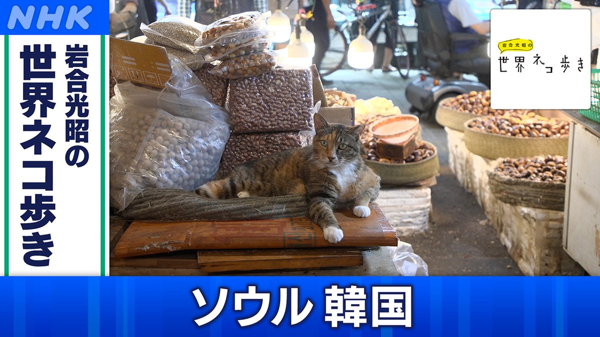 📺きょう6月25日(水) [BS]午後6時30分 「#岩合光昭の世界ネコ歩き
