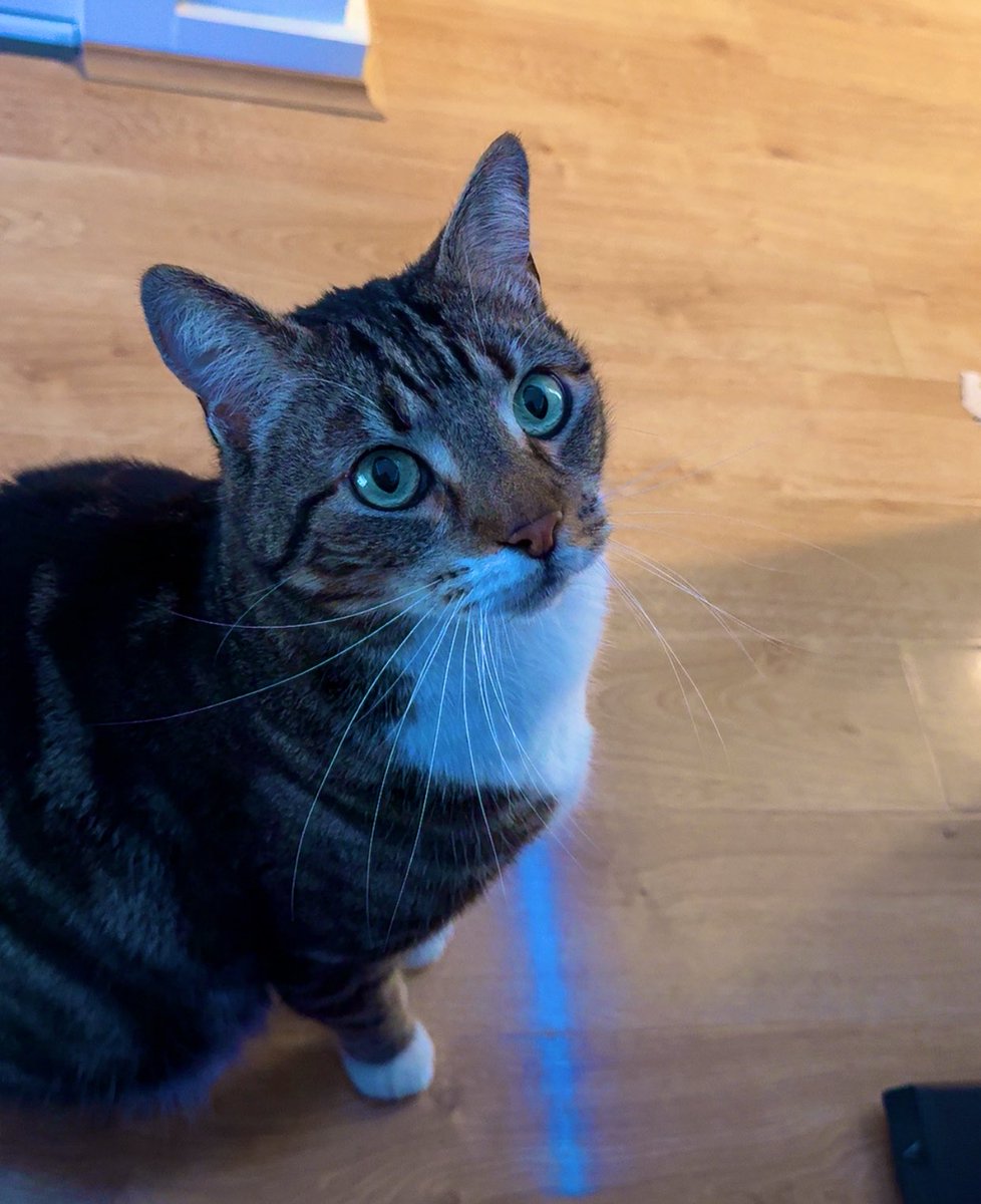 If my streams get interrupted… it’s usually cause of this guy. 
His name is Milo.