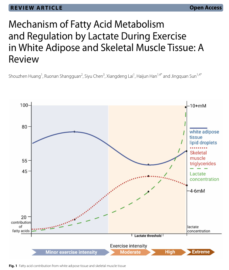 This review aims to determine how lactate participates in energy supply and elaborate on how lactate is involved in the fat metabolism and regulation of white adipose and skeletal muscle tissues during exercise, thereby helping the human body achieve precise matching with