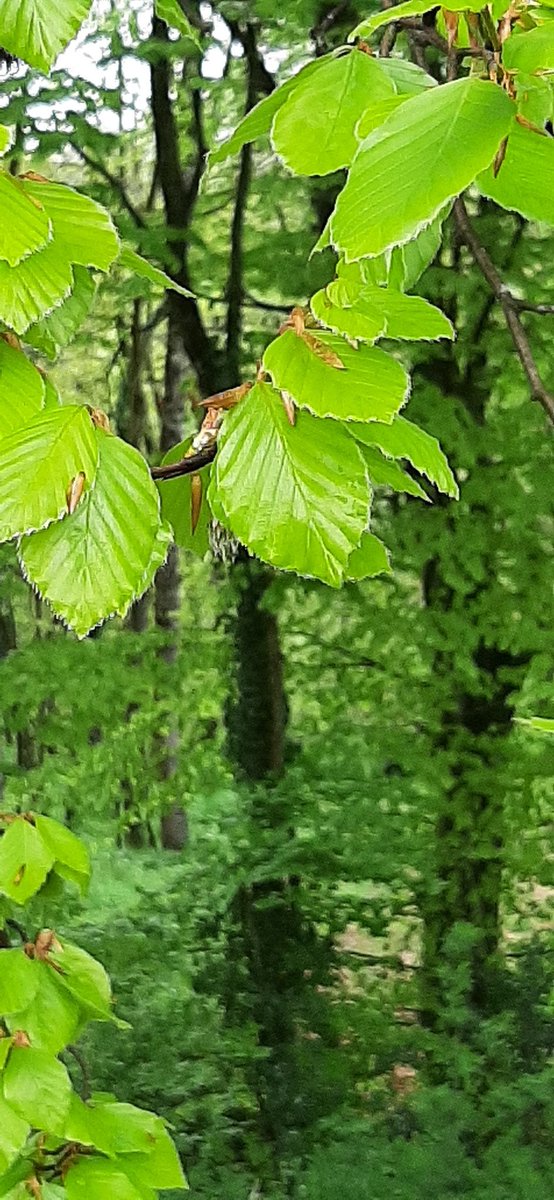 G R E E N 🌿🌱🌿💚