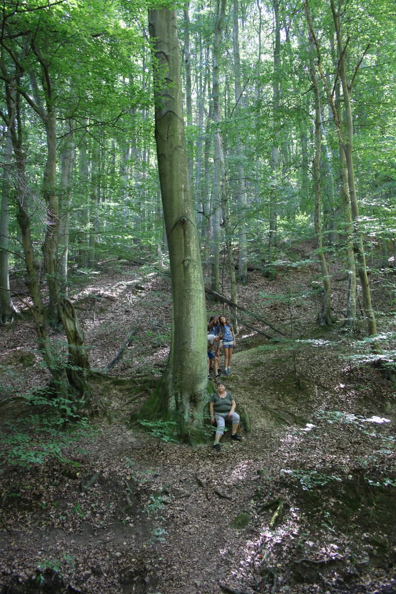 good morning treepeople